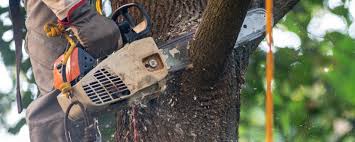Best Hazardous Tree Removal  in Centerville, CA