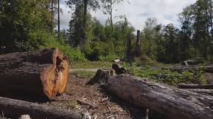 Best Tree Cabling and Bracing  in Centerville, CA