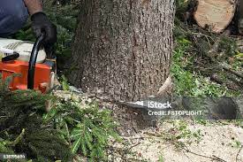 Trusted Centerville, CA Tree Care Experts