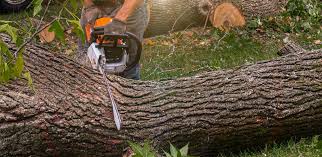 Best Tree Removal  in Centerville, CA