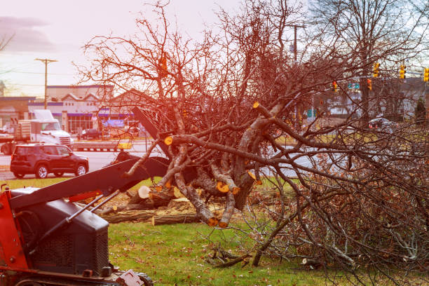 Best Tree Disease Treatment  in Centerville, CA