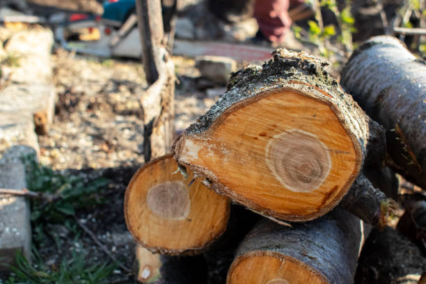 Best Stump Grinding and Removal  in Centerville, CA