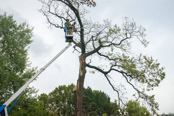 Best Firewood Processing and Delivery  in Centerville, CA