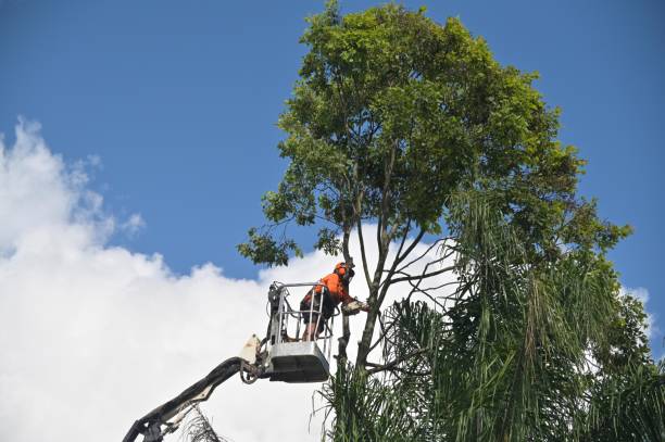 Best Lot and Land Clearing  in Centerville, CA
