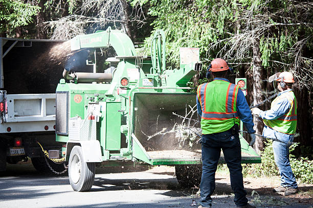 Best Leaf Removal  in Centerville, CA