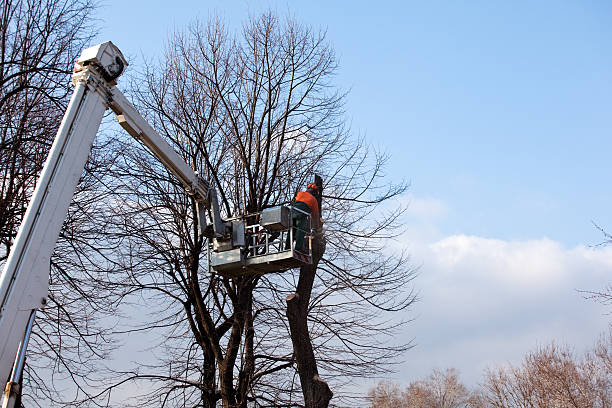 Best Emergency Tree Removal  in Centerville, CA