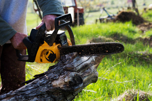 Landscape Design and Installation in Centerville, CA