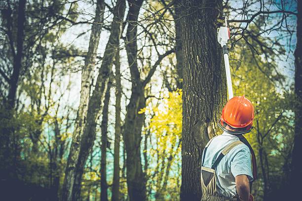 Best Firewood Processing and Delivery  in Centerville, CA