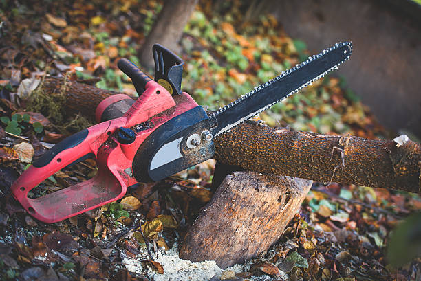 Leaf Removal in Centerville, CA