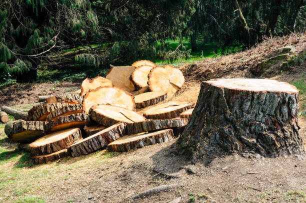 How Our Tree Care Process Works  in  Centerville, CA